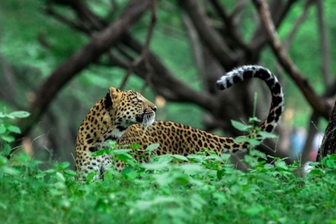 From Delhi: Full-Day Jaipur Tour with Jhalana Safari Tour with Transportation and Guide only