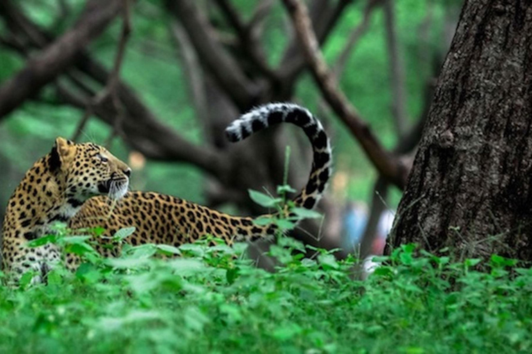 From Delhi: Full-Day Jaipur Tour with Jhalana Safari Tour with Transportation and Guide only