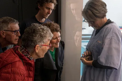 Rotorua: Tour dell'incubatoio nazionale dei kiwi