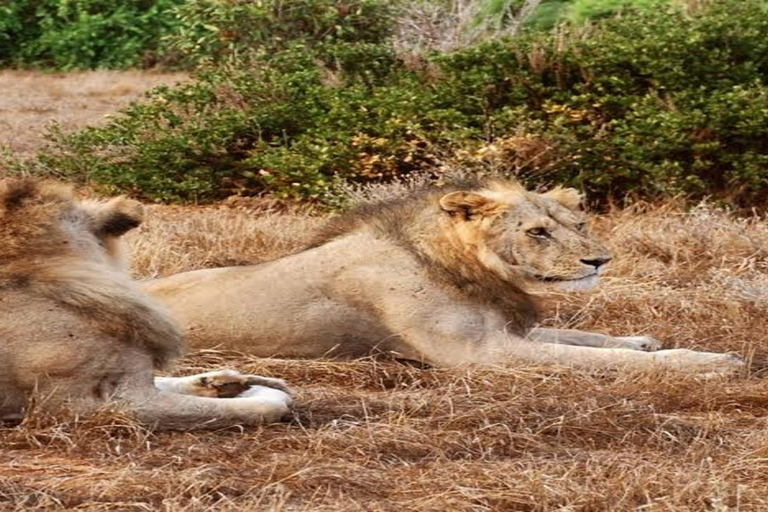 From Mombasa: 2-Day Tsavo East & Ngutuni Safari with Lodge