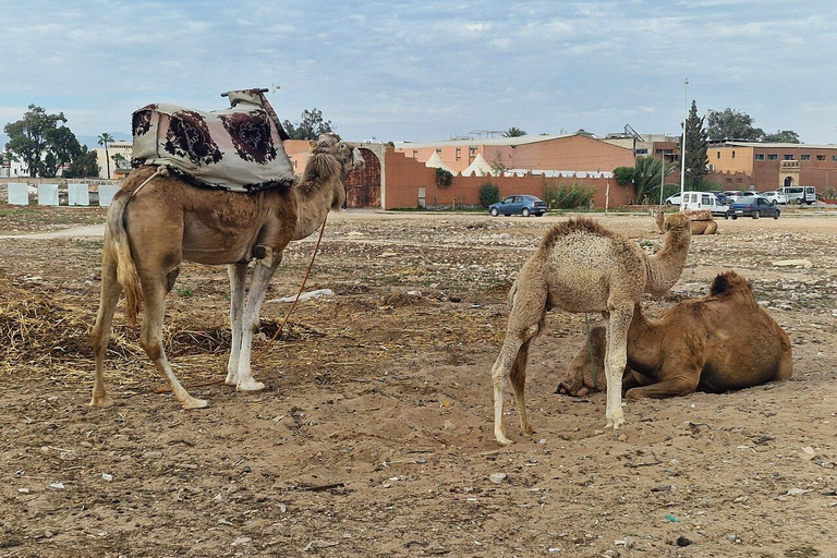 Agadir: Private Souss River Camel Ride with Pickup