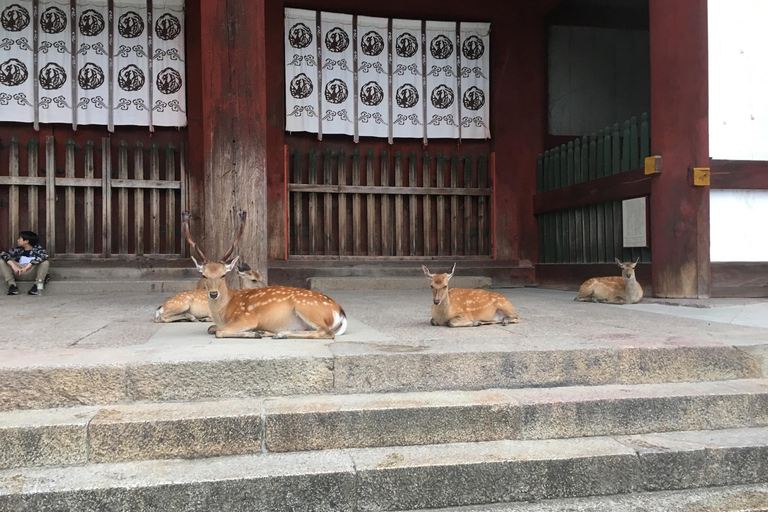 Nara : visite d&#039;une demi-journée au patrimoine de l&#039;UNESCO et visite à pied de la culture locale