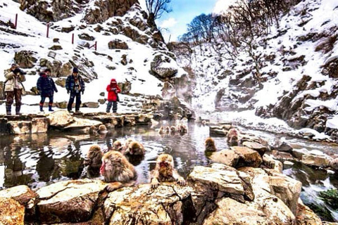 From Tokyo: Nagano Full Day Private Snow Monkey Park Tour