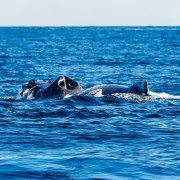 Newport Beach: tour de dos horas de avistamiento de ballenas