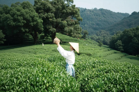 Hangzhou: Tea Picking, Roasting, and Fan-Making Experience Premium Tea Picking, Drone & Lacquer Fan Experience