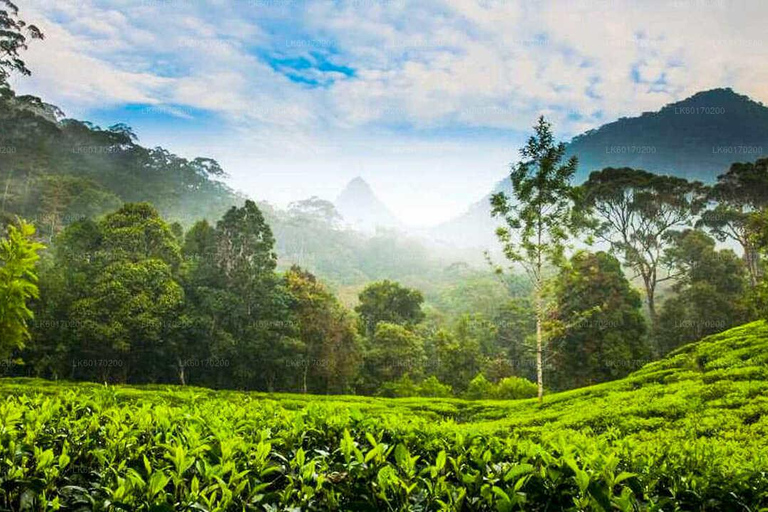 Sri Lanka Excursión de 4 días a Kandy y Nuwara Eliya por el té y las colinas