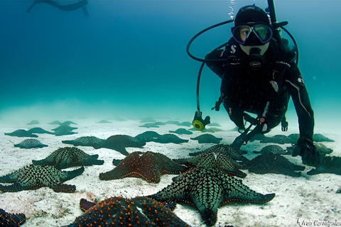 MERGULHO EM MOSQUERA - TESOUROS DE MERGULHO NAS GALÁPAGOS