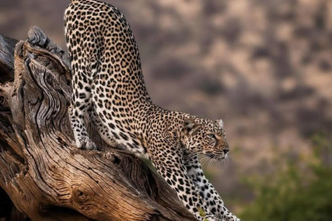 Hambantota Port: Yala Leopard Tracking Safari (Shared) Hambantota Port: Yala Leopard Tracking Safari (Private)