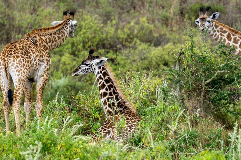 Maasai, parc national de Mikumi et chutes de Chizua 3 jours depuis Dar es salaam