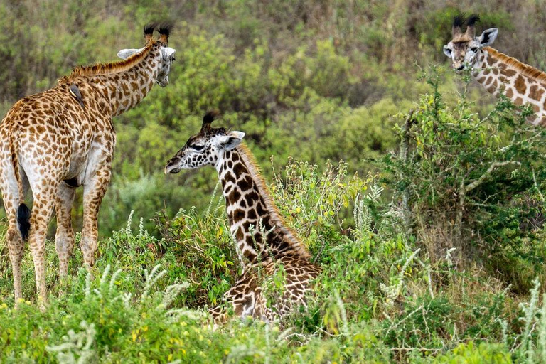 Maasai, Mikumi NP &amp; Chizua Falls 3 dagar från Dar es salaam