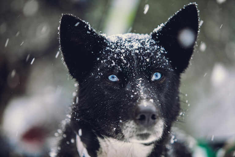 From Tromsø: Advanced Dog Sledding Tour at Camp Tamok Advanced Dog Sledding Tour: Daytime Departure