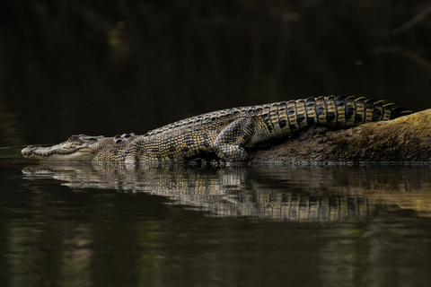 Daintree, Crocodile Cruise & Aboriginal Beach & Fish Tour