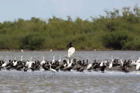 Belize: Crooked Tree Wildlife Sanctuary Tour