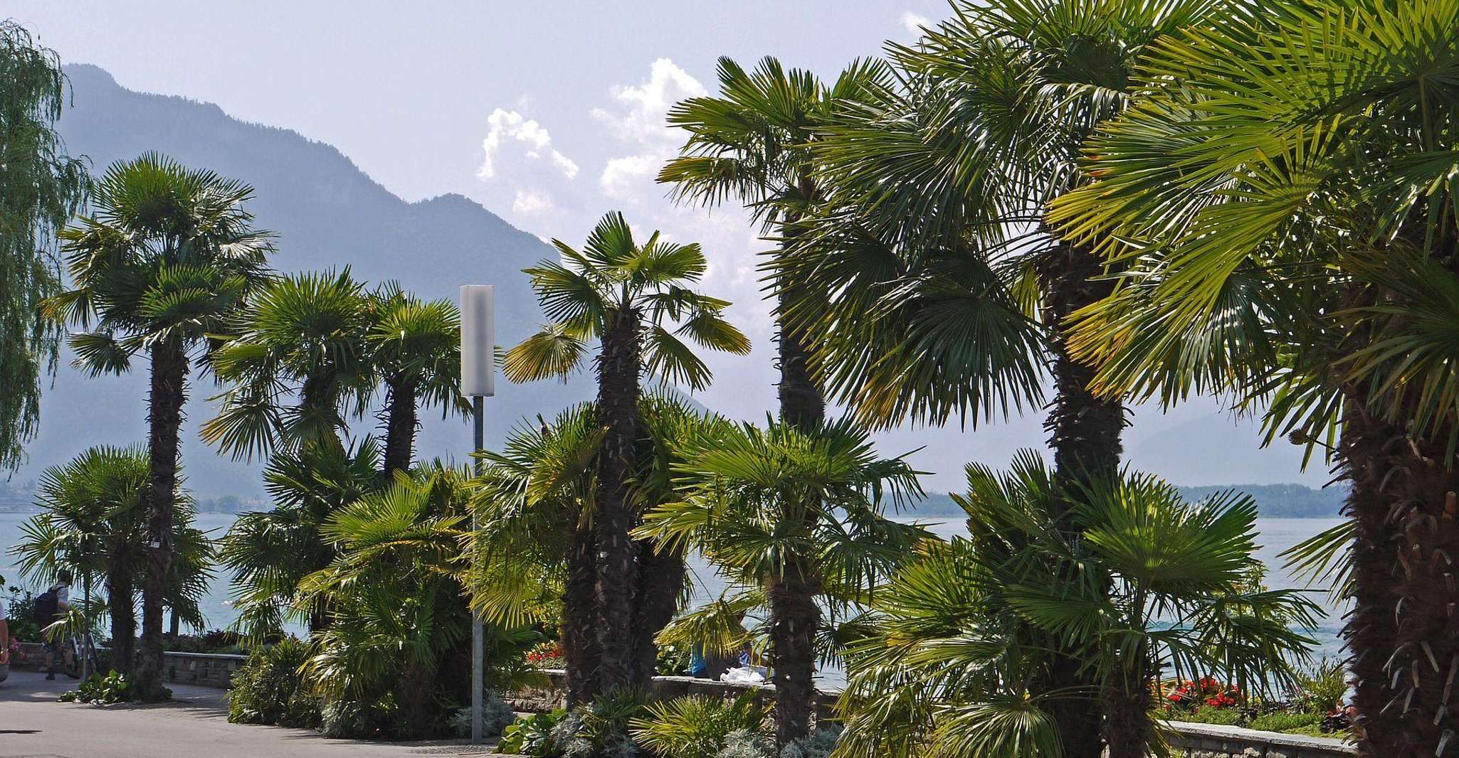 Montreux Private Wandertour - Hizvo
