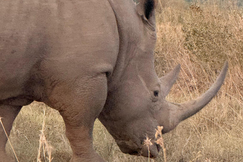 Golden Hour Safari: Afternoon Game Drive in Nairobi park National Park, Elephant Orphanage & Giraffe Private- Van