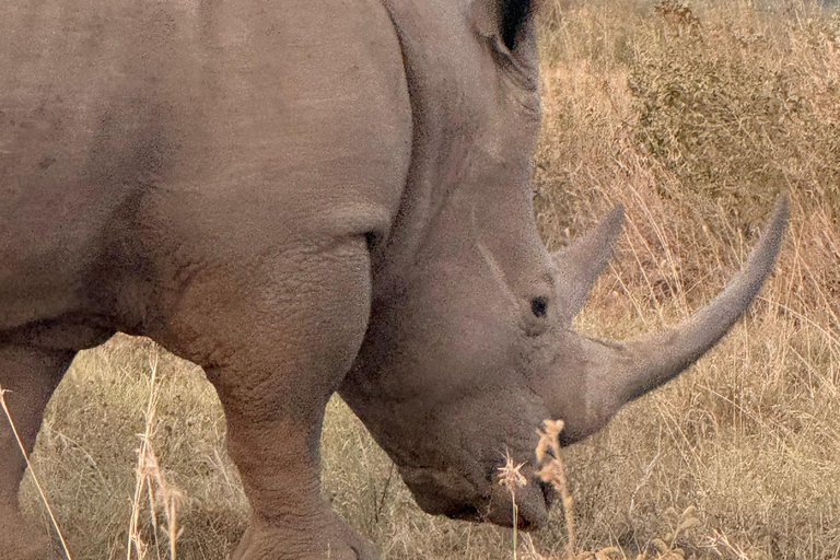 Golden Hour Safari: Afternoon Game Drive in Nairobi park National Park, Elephant Orphanage & Giraffe Private- Van