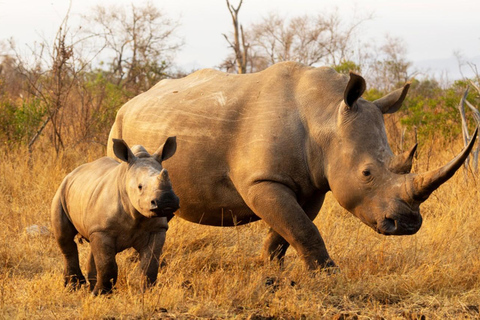 From Johannesburg: 2-Day Kruger National Park Safari