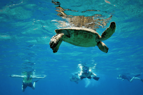 Nusa Penida: Increíble excursión en barco con guía para bucear con MantaExcursión de snorkel a peces y corales de colores