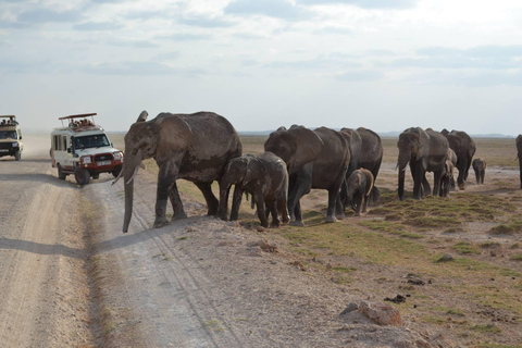 3-daagse safari in het Amboseli National Park bij AA Lodge3-daagse Amboseli-safari