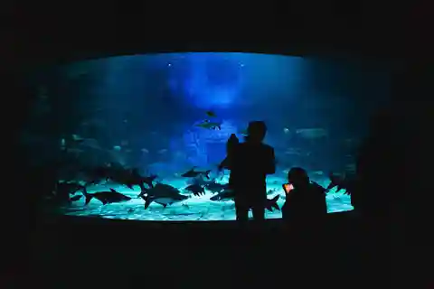 Angkor Wildlife & Aquarium with Private Transfer