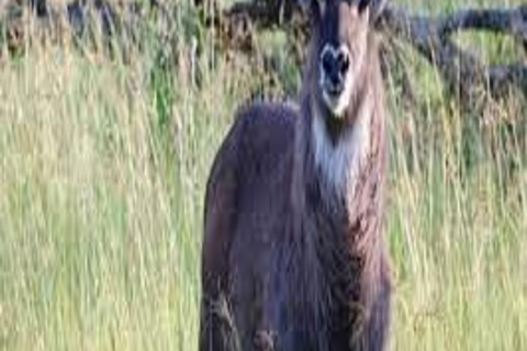 Circuit amical de 5 jours : Safari de découverte de la faune et de la flore en Tanzanie