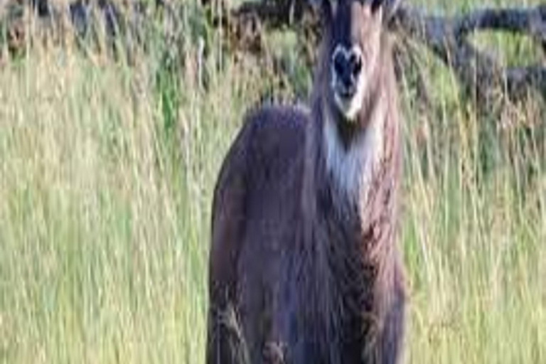 1 journée de safari dans le parc national du Tarangire - Arusha