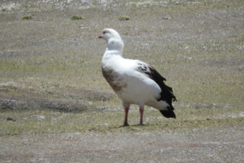 Arequipa: Sillar Route, Quarries + Culebrillas Trekk
