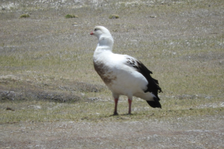 Arequipa: Sillar Route, Quarries + Culebrillas Trekk