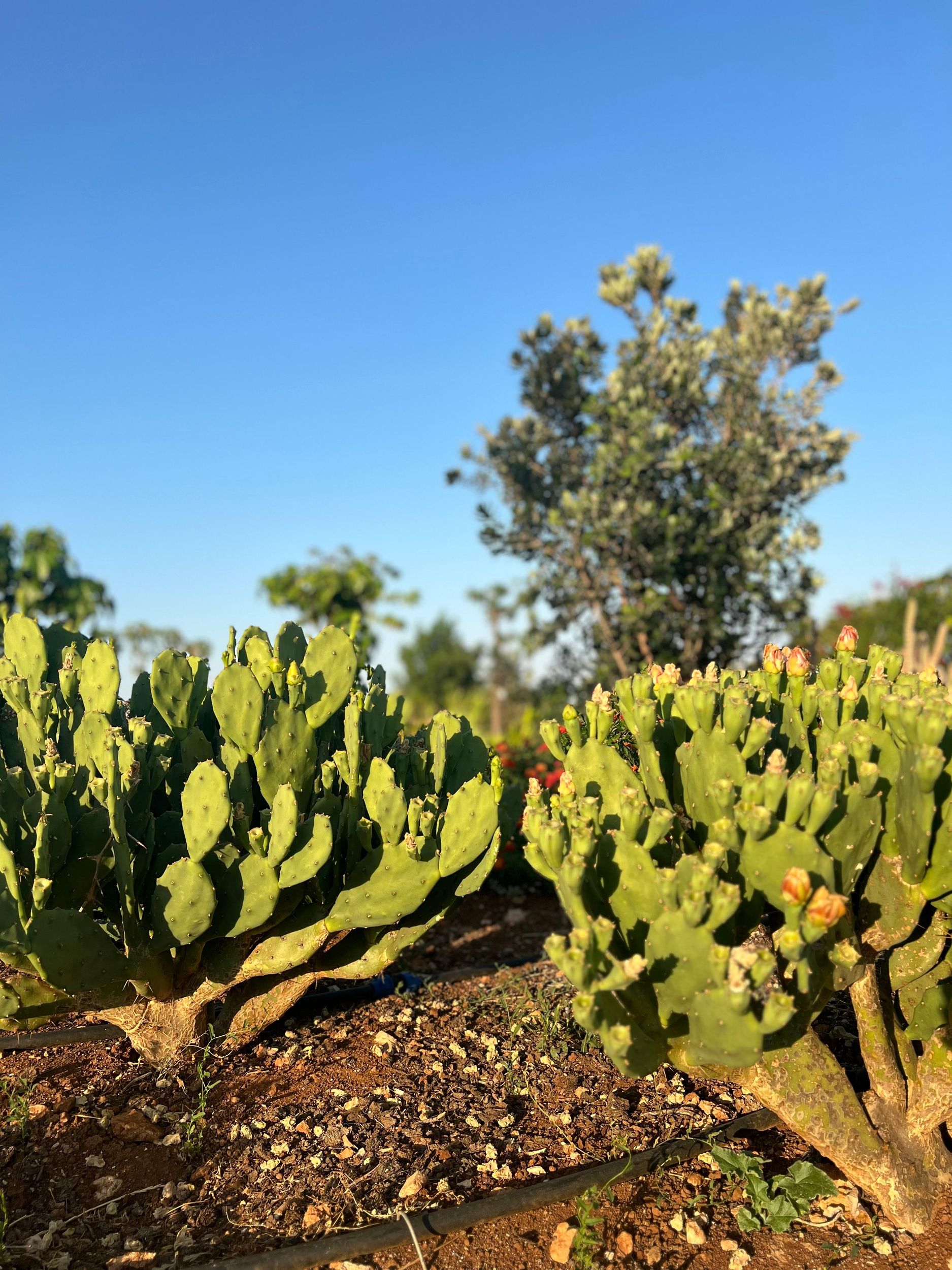 Pozzo Faceto: Botanischer Garten