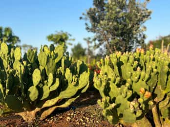 Pozzo Faceto: botanical garden