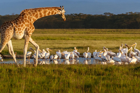 2 Day tour to Lake Nakuru and Lake Naivasha Boat Ride
