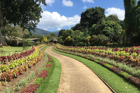 Kandy: Royal Botanical Garden & Tea Factory Tour Pick & Drop Without Entry Ticket in Royal Botanical Garden