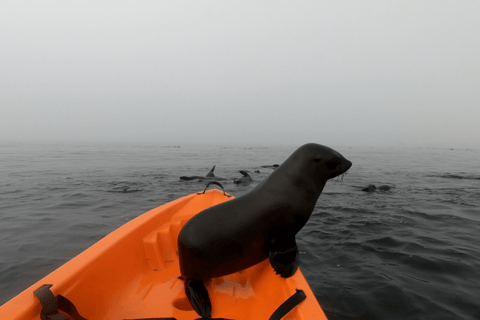 Swakopmund: 3-in-1 Kayaking, Sandboarding, & Quad Bike Tour
