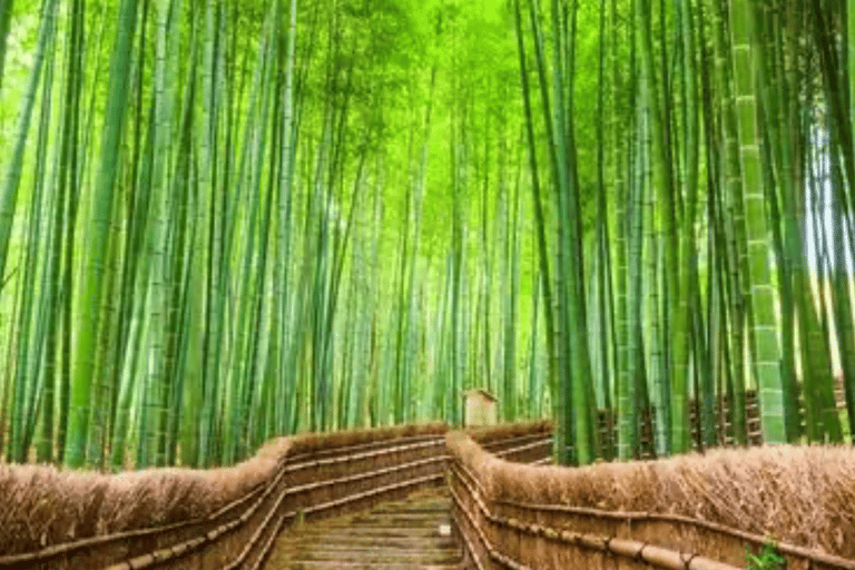 Kyoto Full-Day Customizable Private Tour with English Guide Luxury Toyota Land Cruiser Prado