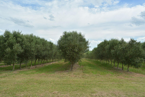 Olivares del Quintón: Exclusive Wine & Olive Experience Wine-Paired Lunch