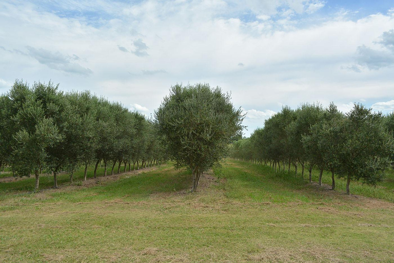 Olivares del Quintón: Exclusive Wine & Olive Experience Wine-Paired Lunch