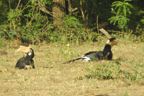 From Ella & Yala Safari and drop Waligama, Mirissa, Tangalle Yala Leopard and Elephants safari Full day