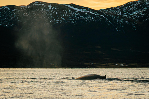 Skjervøy: Obserwacja wielorybów z łodzią RIB i lokalnym przewodnikiemSkjervøy: Obserwacja wielorybów z łodzią RIB i lokalnym przewodnikiem.