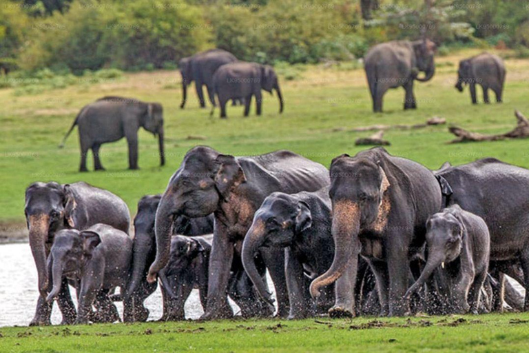 Colombo: Polonnaruwa & Minneriya Safari - Drop Sigiriya