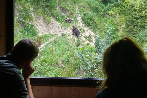Bear watching experience in the wild