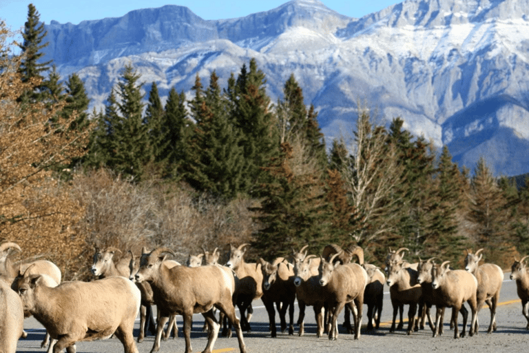 Canyons, cachoeiras e fogueiras; caminhadas nas Montanhas Rochosas