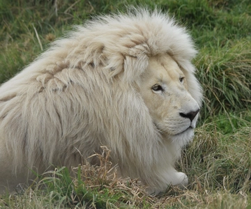 Plettenberg Bay: Wild Cat and Wildlife Guided Tour
