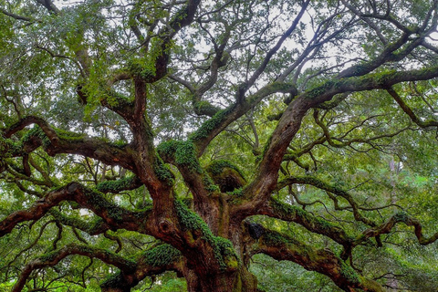 Charleston: Historic District &amp; Plantation VIP Private Tour