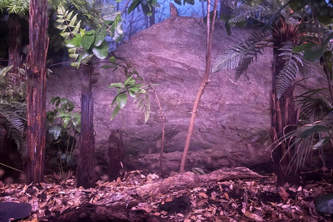 Tour di mezza giornata della città di Auckland e incontro con i kiwi autoctoniTour di mezza giornata alla scoperta della città di Auckland e dei kiwi autoctoni