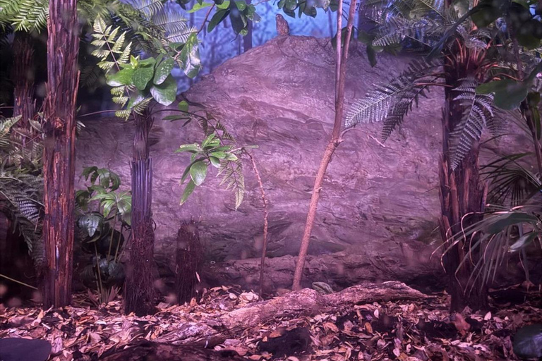 Tour di mezza giornata della città di Auckland e incontro con i kiwi autoctoniTour di mezza giornata alla scoperta della città di Auckland e dei kiwi autoctoni