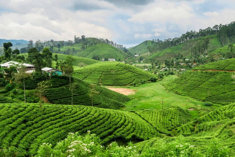 From - Ahungalla / Balapitiya / Ambalangoda Day Trip To Ella