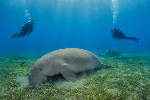 Marsa Alam: Marsa Egla 2-Guided Shore Dives with Pickup