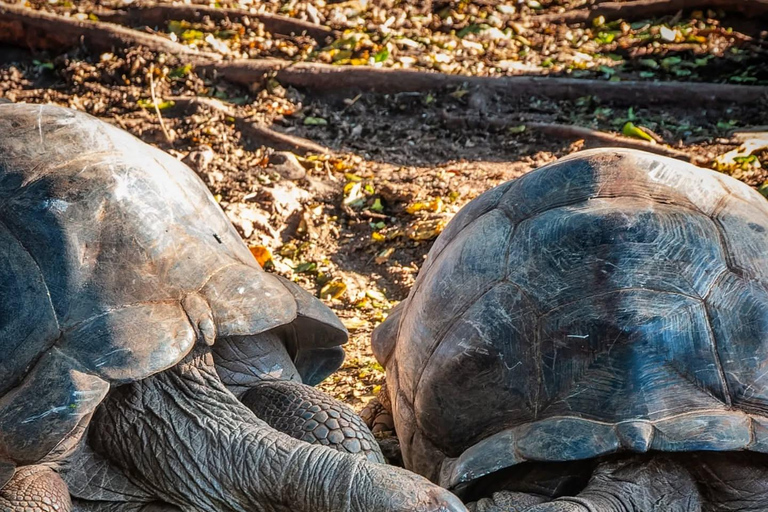 Zanzibar: Stone Town & Prison Island Adventure With Tortoise Island-Wide Pick-Up + Entry Fees Included