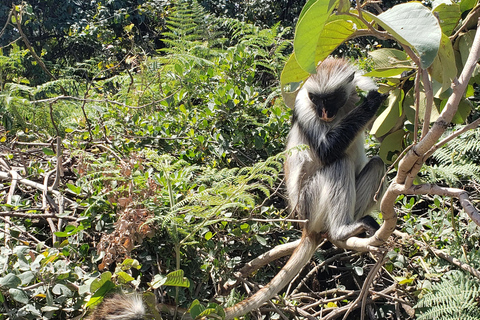 Zanzibar: Jozani forest, Butterfly center & Salaam cave tour Tour with Hotel pick up and drop off included