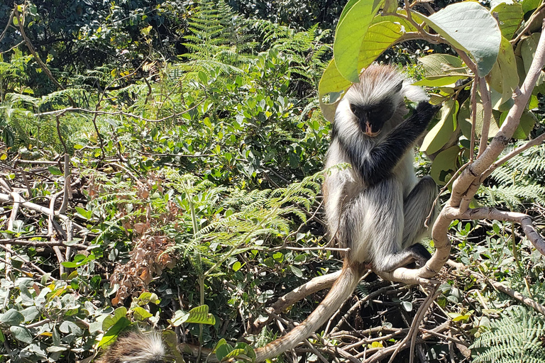 Zanzibar: Jozani forest, Butterfly center & Salaam cave tour Tour with Hotel pick up and drop off included